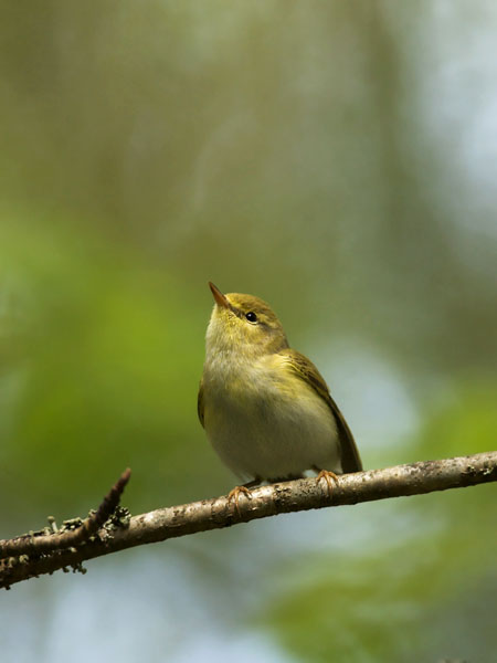 Sirittäjä, Wood Warbler, Phylloscopus sibilatrix